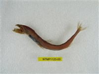 藏品(小鰭鎌齒魚)的圖片